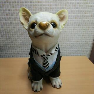 おしゃれなチワワです。(非売品)