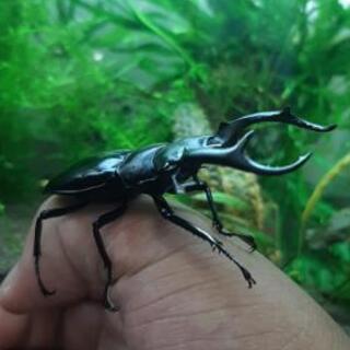 採取仲間、飼育仲間募集中