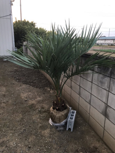 ココスヤシ