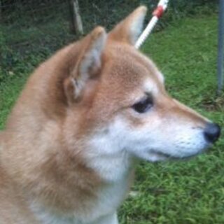 ややおすましの柴犬の女の子です。
