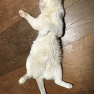 顔でかブサかわ　エキゾチックショートヘア？と思われる超人大好きっこちゃんです！ - 糟屋郡