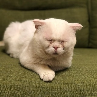 顔でかブサかわ　エキゾチックショートヘア？と思われる超人大好きっこちゃんです！ - 猫