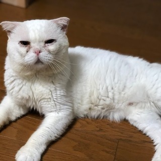 顔でかブサかわ　エキゾチックショートヘア？と思われる超人大好きっこちゃんです！ − 福岡県