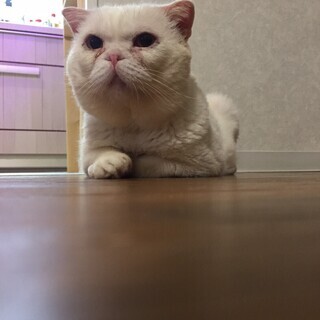 顔でかブサかわ　エキゾチックショートヘア？と思われる超人大好きっこちゃんです！ - 里親募集