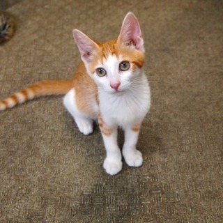 里親さん募集！　子猫3か月　2回ワクチン済