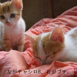 どなたか貰って下さい(チャシロB）。 - 猫