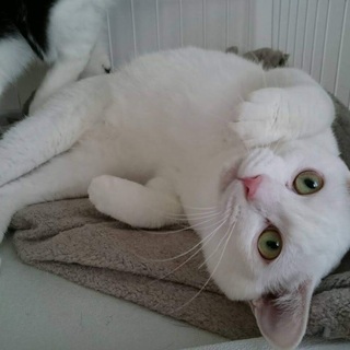 保護猫の譲渡会会場として施設を提供して下さるオーナーさんを探しています。の画像