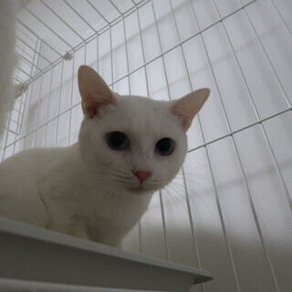 保護猫の譲渡会会場として施設を提供して下さるオーナーさんを探しています。 - 貸して