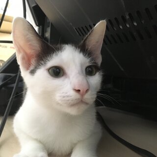 保護猫の譲渡会会場として施設を提供して下さるオーナーさんを探しています。 - 助け合い