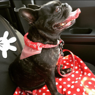 フレンチブルドッグ10歳の女の子です只今面談中です。