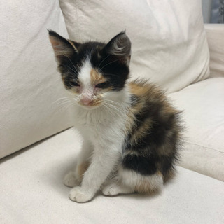 甘えたい盛りの野良猫保護