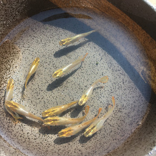 鳳凰メダカ、種親7匹／黄桜稚魚に変更の画像