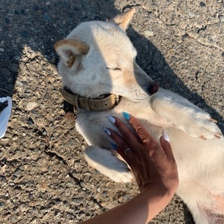 懐っこいメス犬