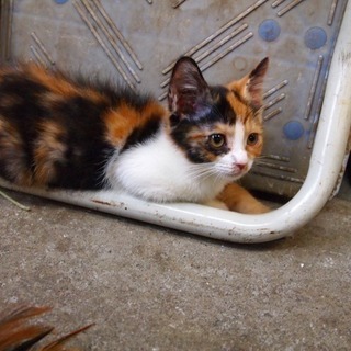 里親さん募集　三毛猫ちゃん3か月　ワクチン2回済み