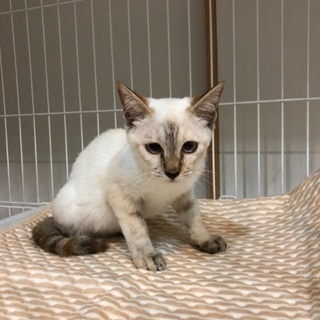 成猫の母猫と子供2匹の合計3匹での里親さんを募集します