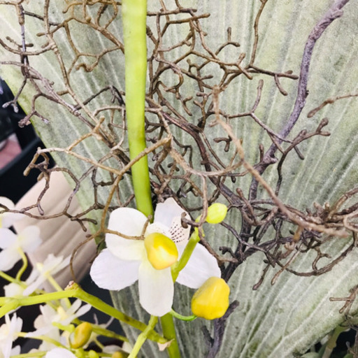 ✿EMILIO ROBBA✿素敵な造花✨