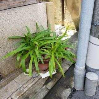 植えき植物色々