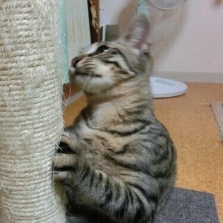癒し系の綺麗な猫ちゃんです。