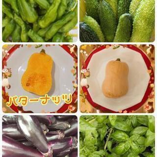 ★9/9~お野菜販売【よねベジ】