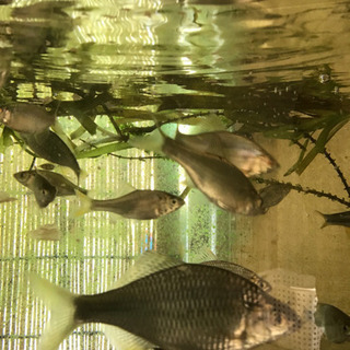 タナゴ他淡水魚