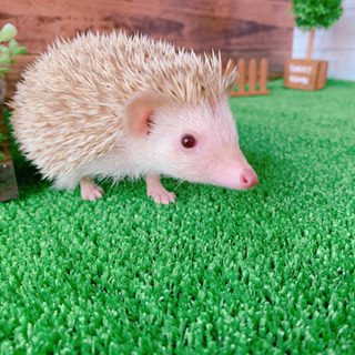 ハリネズミのベビー