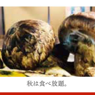 めいぶつ爆食い 2019 松茸スタート