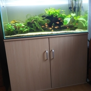 無料で差し上げます　水槽・熱帯魚・水草飼育器材一式