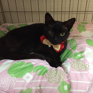 黒猫＊ジジコちゃん