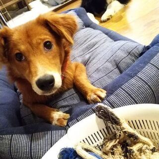 里親さま、決まりました(^^)有り難うございます。