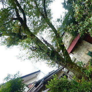 桜の木　薪としてどうぞ。ただしチェンソーなので伐採できるかた。