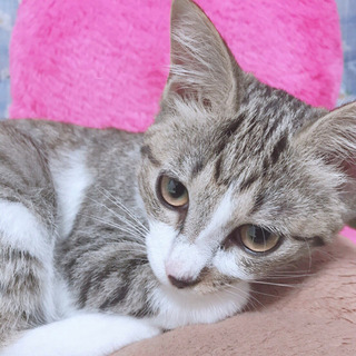 【募集停止】キジシロ子猫の渚ちゃん