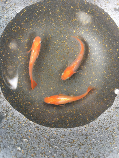 ★心美めだか★特別販売  プラチナ牡丹メダカ主親 3匹