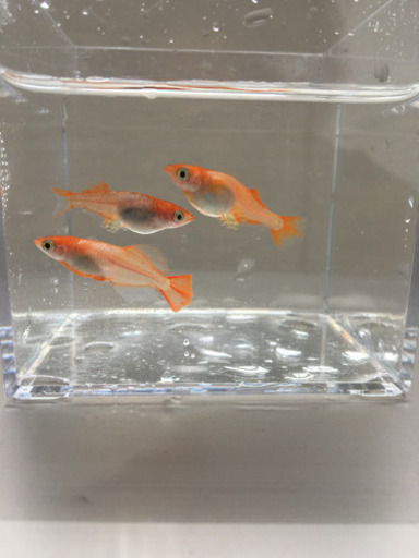 ★心美めだか★特別販売  プラチナ牡丹メダカ主親 3匹