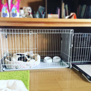 犬ゲージ