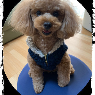 オリジナル、小型犬服作れます