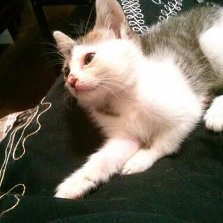 メスの子猫をもらってください - 里親募集