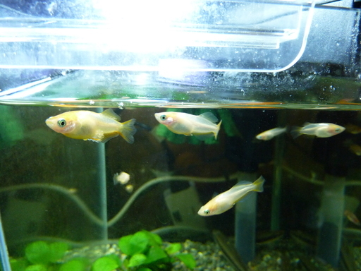 東天光（楊貴妃ヒカリ）若魚10匹