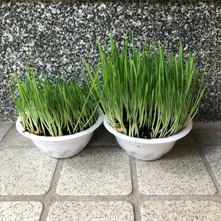 猫草🌱🌱🌱 