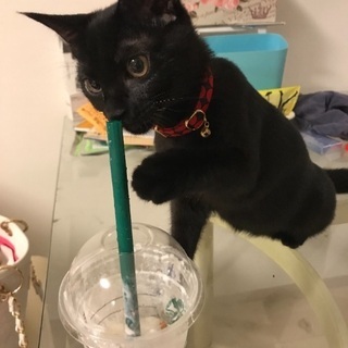 ユニークな黒チビちゃん