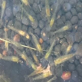 ミナミヌマエビ20匹+水草+巻貝レッドラムズホーン数匹　容器付