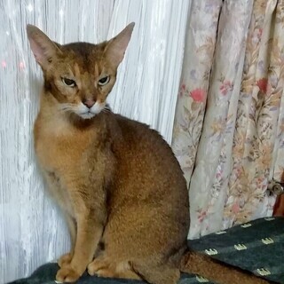 アビシニアン★性格も顔もイケメン　雄３-４歳の画像