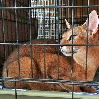 アビシニアン★性格も顔もイケメン　雄３-４歳 - 新宿区