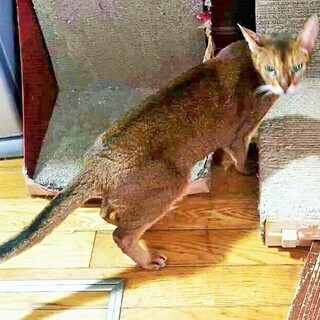 アビシニアン★性格も顔もイケメン　雄３-４歳 - 猫
