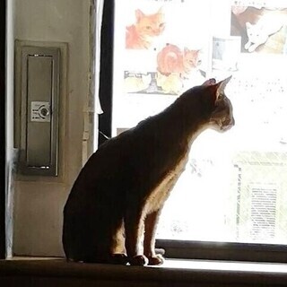 アビシニアン★性格も顔もイケメン　雄３-４歳 − 東京都