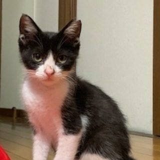 オス黒白去勢ワクチン済み生後４～５か月くらい　