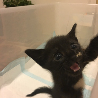 子猫保護してます