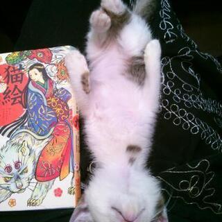 メスの子猫をもらってください − 宮城県