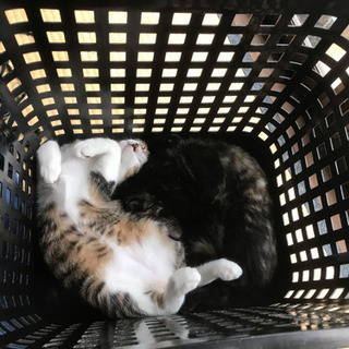 子猫2匹の里親募集になります