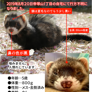 フェレット探しています。