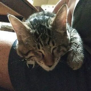 いつも笑って見える盲目のすずめちゃん
